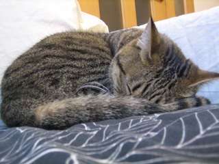 そんなわけでよろしく