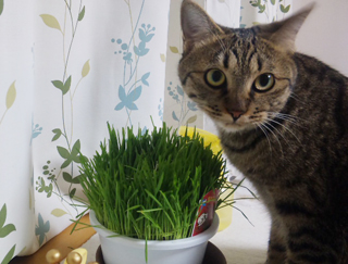 だ・か・らっ　TORA年