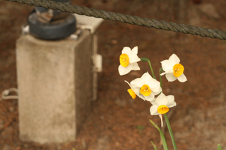 して水仙の季節