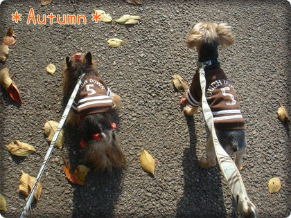 Autumn.JPG