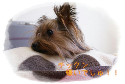 4078fe56.JPG