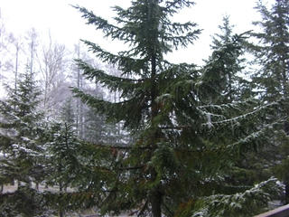 湿った雪