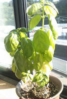 mint08.jpg