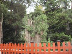 ooicho.jpg