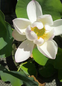 hasu_0716.jpg