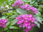 マゼンタ色の花