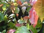 11/18紅葉