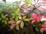 12/09紅葉