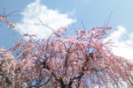 しだれ桜
