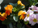 04/26花壇