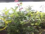 0708青虫