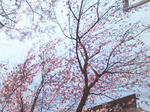 桜咲く
