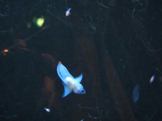 image42.jpg