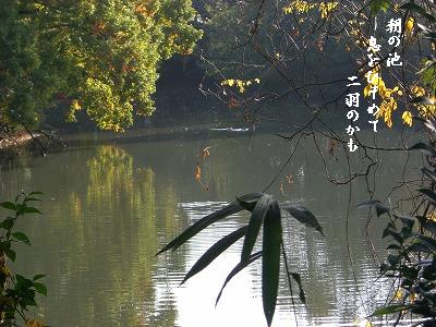 朝の池