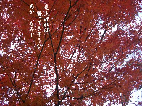 あか もみじ