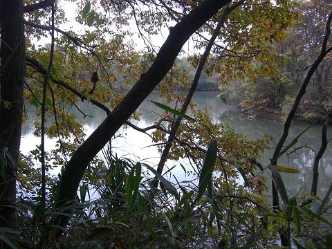 朝の池