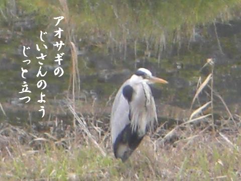 じいさん鳥