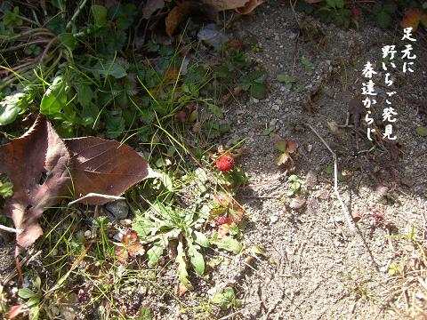 野いちご