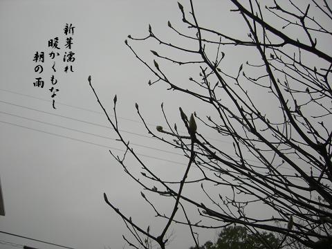 朝の雨