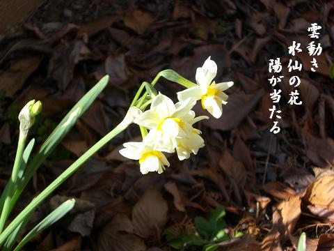 水仙の花