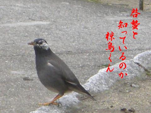 椋鳥くん