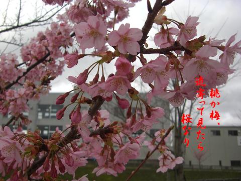 河津桜