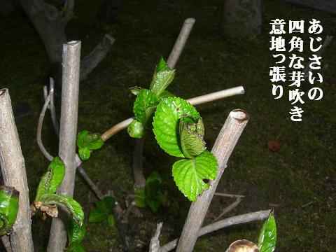 意地っ張り