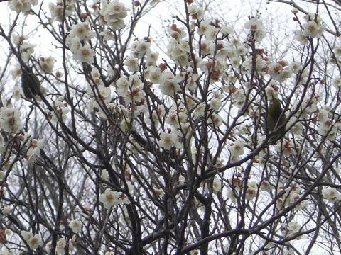 二羽のウグイス