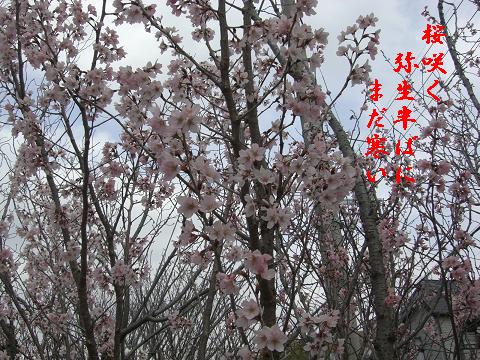 桜咲く