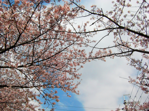 刀根山の桜