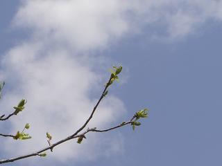 青空に芽吹き