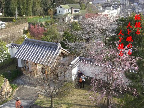 桜撮る人