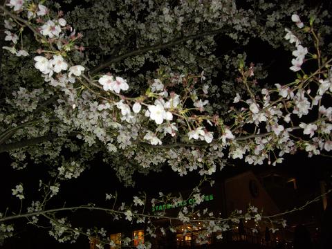 夜桜