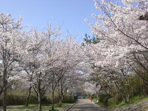 桜のトンネル