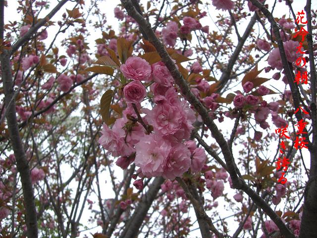 八重桜