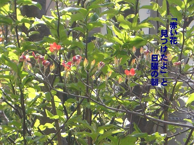 赤い花