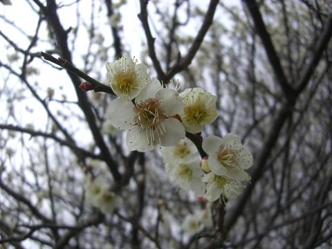 梅の花