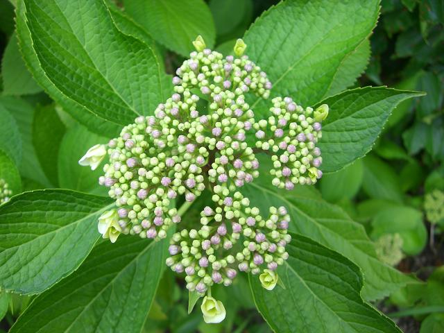 紫陽花の花