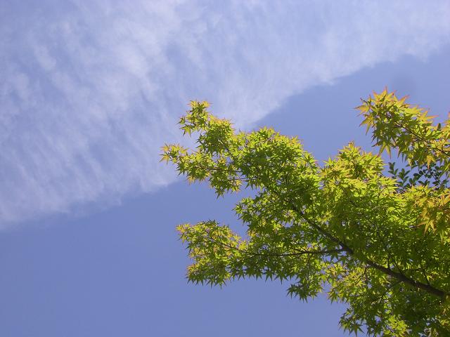 もみじと青空