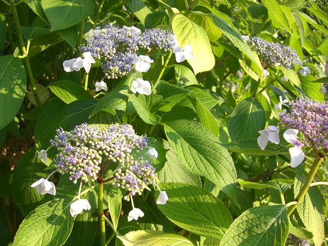 紫陽花の花