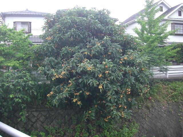 大きな枇杷の木