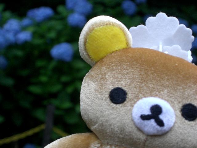 アジサイとリラックマ