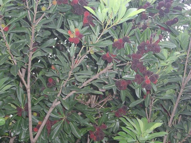 木の実
