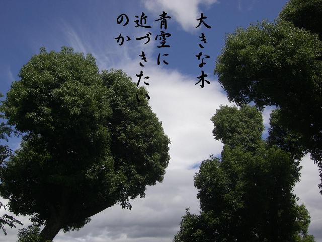 青空に近づきたいのか