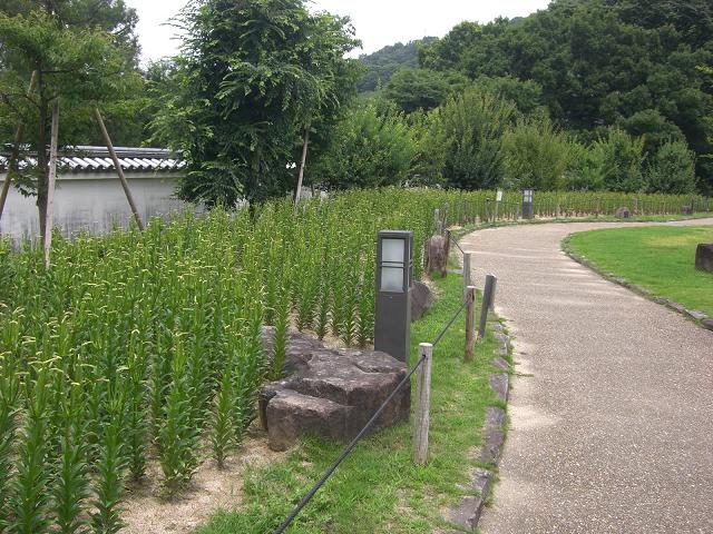 花のない百合