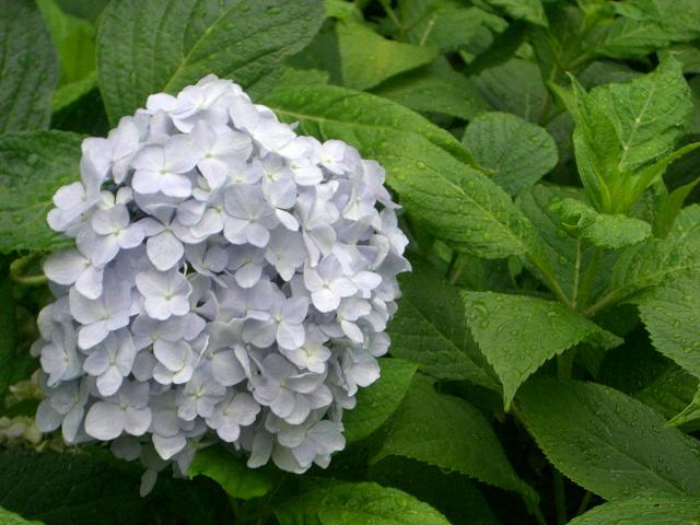 まだまだきれいな紫陽花の花