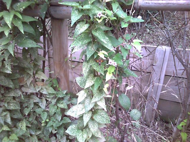 ハチが見えますか？