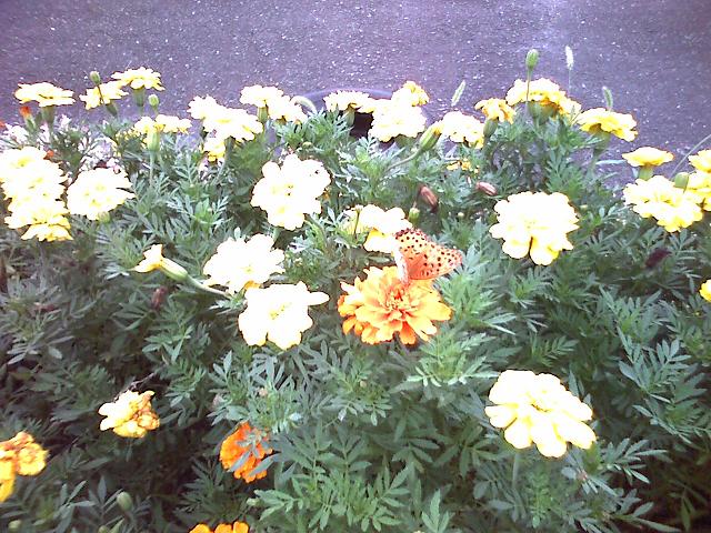 マリーゴールドに蝶々