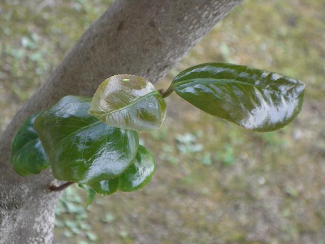 アブラゼミを見つけました 笑うかわせみ 俳句手帳