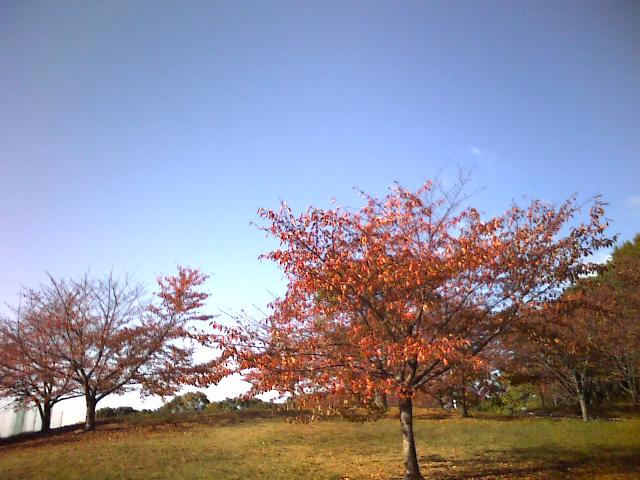 千里中央公園の紅葉１